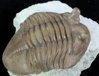 Asaphus Holmi Trilobite - Scare Asaphid #89055-4